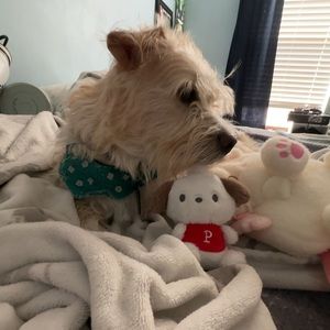 Meet your Posher, Izzy